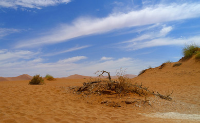 In den D&uuml;nen von Sossusvlei