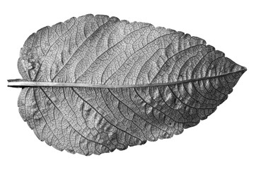 Black and white leaf on white.
