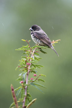 papa-capim-de-costas-cinza (Sporophila ardesiaca)