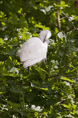 Little egret sitting in the tree