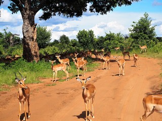 Fototapeta na wymiar Impalas in Africa