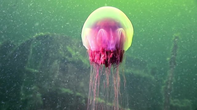 Medusa jellyfish underwater in White Sea. Unique video close up. Predators of marine life in clean clear pure and transparent water in search of food.