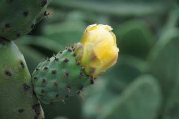 Kaktusblüte