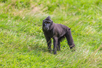 Naklejka premium Black crested macaque