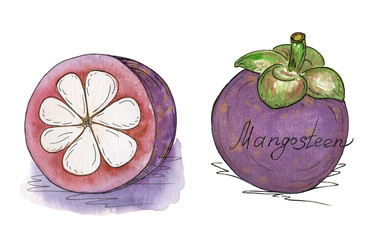 Mangosteen. Watercolor painting and hand lettering of exotic mangosteen fruit on white background.