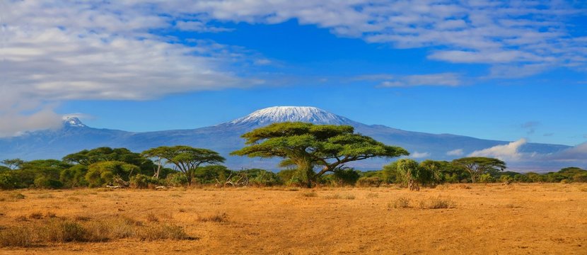 Fototapeta Afrykańska sawanna z górą Kilimandżaro w tle do pokoju