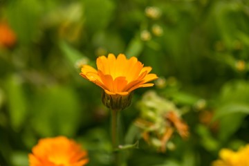 Beautiful marigolds flowers