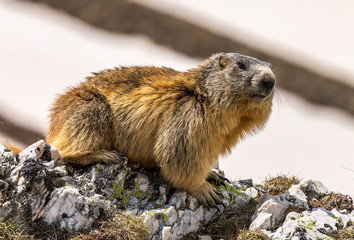 Marmotte