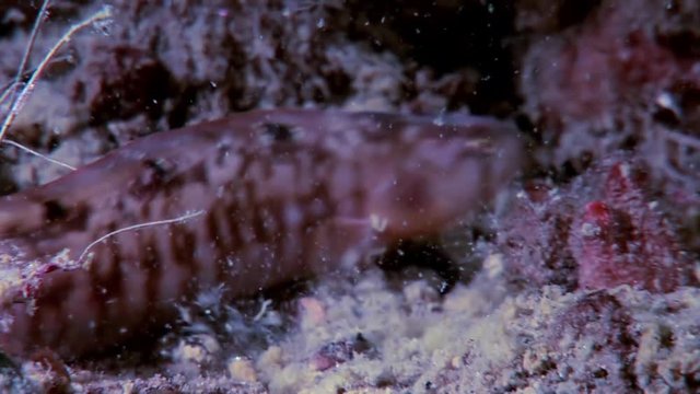 Eel pout mutton fish perciform on seabed underwater in ocean of White Sea. Swimming in amazing world of beautiful wildlife. Inhabitants in search of food. Abyssal relax diving.