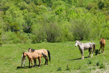 Naklejka na ściany i meble horse, knight, steed, courser, hoss