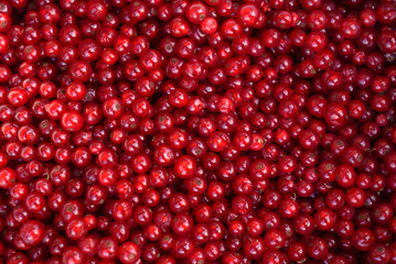 red currant