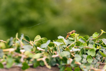 Small tortoiseshell butterfly on green ivy