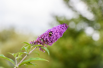 Bee on a lilac