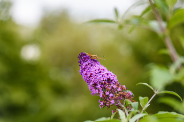 Small tortoiseshell butterfly on a lilac