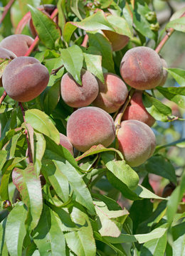 Pfirsiche, Prunus persica