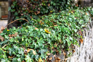 Ivy on a stone wall