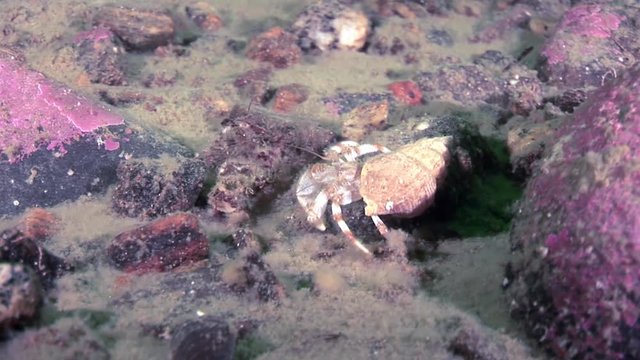 Cancer hermit crab underwater in search of food on seabed of White Sea. Unique dramaturgy pic macro video close up. Predators of marine life on background of pure clear clean water stones.