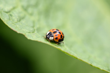 Fototapeta premium Ladybug