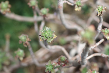 Plant with thick crooked stems and leaves collected in the outlet in a botanical garden