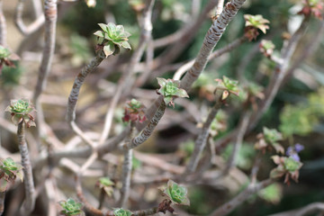 Plant with thick crooked stems and leaves collected in the outlet in a botanical garden