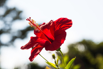 Red hibiscus in a garden setting