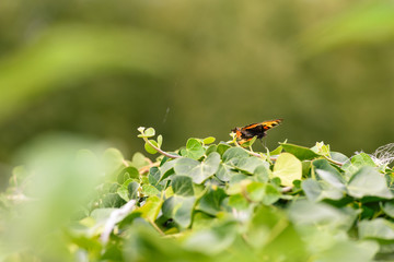 Small tortoiseshell butterfly on green ivy