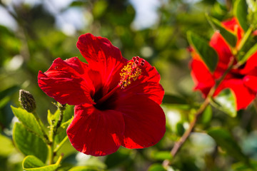 Fototapeta premium Roter Hibiskus