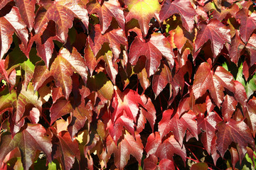 Hedera Helix Efeu Herbst