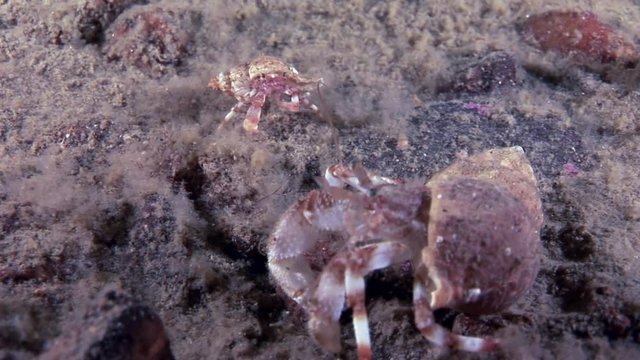 Big dad and little baby cancer hermit crab underwater on seabed of White Sea. Unique dramaturgy pic macro video close up. Predators of marine life on background of pure clear clean water stones.