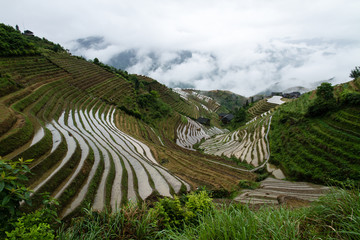 China rice paddy field