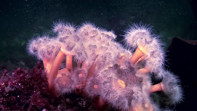 White fluffy metridium underwater on seabed of White Sea. Unique video close up. Flowers of marine life in clean clear pure and transparent water in search of food.