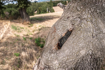 Fototapeta na wymiar Big node in old tree stump in the landscape