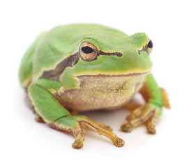 Green frog isolated.