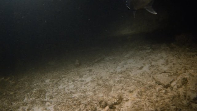 A tracking shot of the underwater. Shot pans to the right to show a flashlight lighting the seabed.
