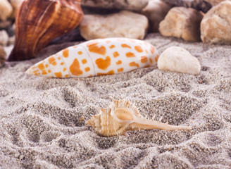 sea shell isolated