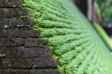 Moss on brick wall