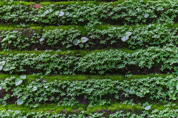 Moss on brick wall