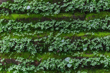 Moss on brick wall