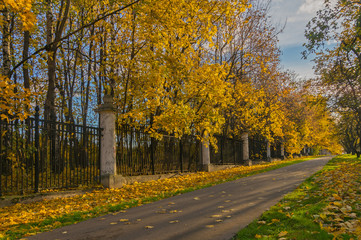 Golden autumn in Moscow city park, Russia