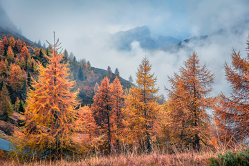 Fantastic foggy view of Dolomite Alps with yellow pine trees.