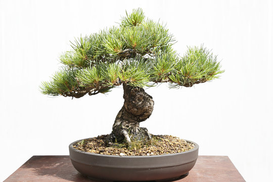 Pinus pentaphylla bonsai on a wooden table and white background