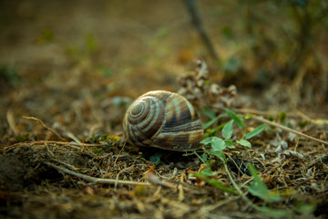 A close up of the snail on grass.