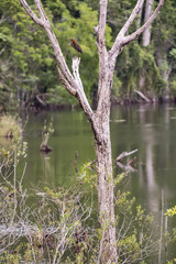Socó-boi (Tigrisoma lineatum) | Rufescent Tiger-Heron photographed in Linhares, Espírito Santo - Southeast of Brazil. Atlantic Forest Biome.