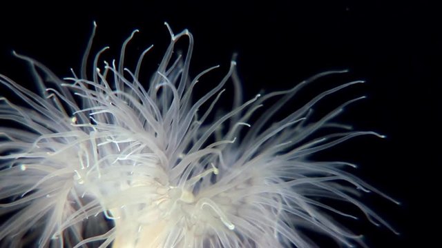 White fluffy metridium underwater on seabed of White Sea. Unique macro video close up. Flowers of marine life in clean clear pure and transparent water in search of food.