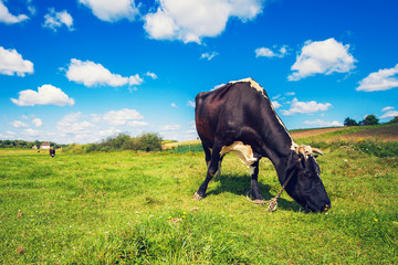 Cow portrait in a french farm