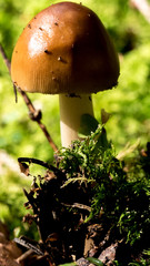 Pilz