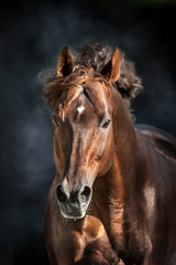 Fototapeta na wymiar Red horse with long mane portrait in motion on dramatic dark background