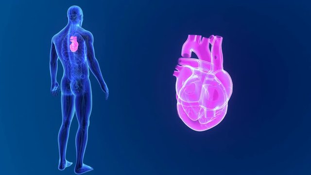 Heart zoom with organs and circulatory system