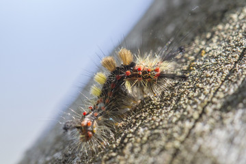 Schlehen-Bürstenspinner