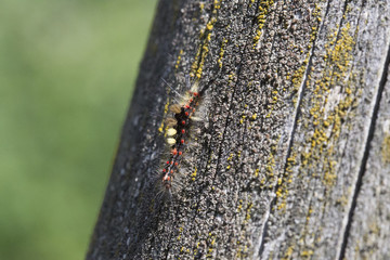 Schlehen-Bürstenspinner